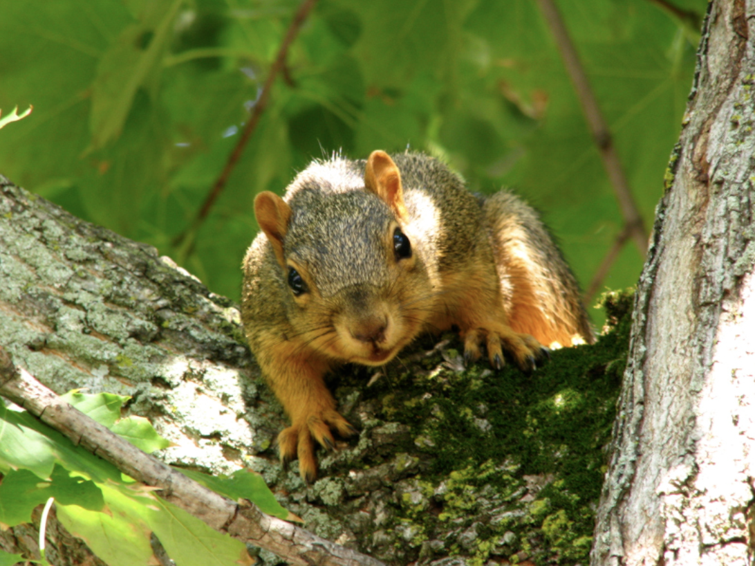 Squirrel on branch